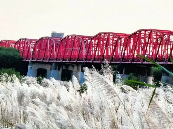 雲林必訪甜根子草 #西螺大橋公園 / WalkerLand窩客島整理提供 未經許可不可轉載