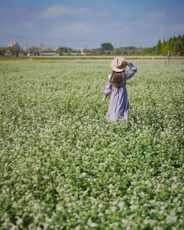 彰化秋天必拍雪白花海 #二林蕎麥田/ WalkerLand窩客島整理提供 未經許可不可轉載