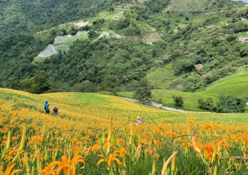 太麻里金針山   / WalkerLand窩客島提供 未經許可，不得轉載