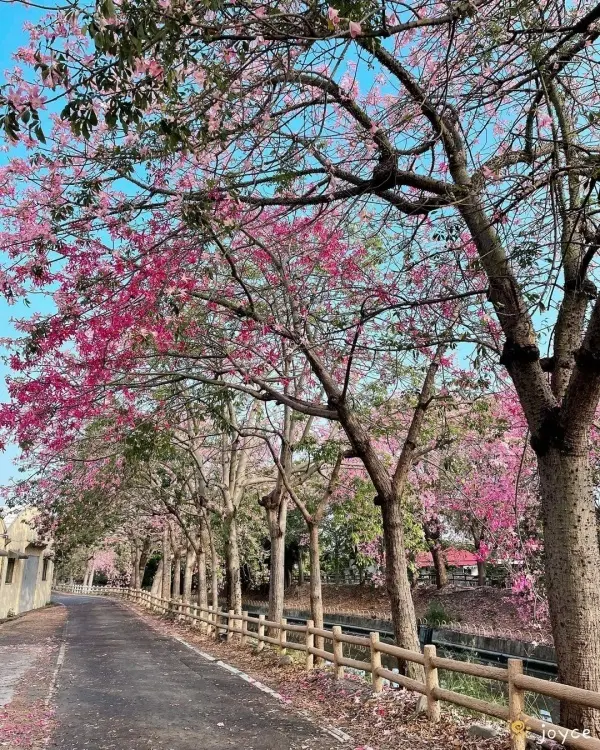彰化秋天粉花河畔倒影 #北斗河濱公園/ WalkerLand窩客島整理提供 未經許可不可轉載