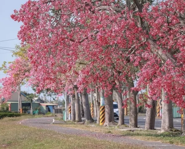 彰化秋天限定粉花步道 #香田國小美人樹步道/ WalkerLand窩客島整理提供 未經許可不可轉載