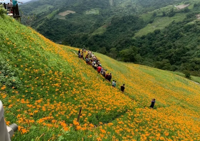 太麻里金針山   / WalkerLand窩客島提供 未經許可，不得轉載