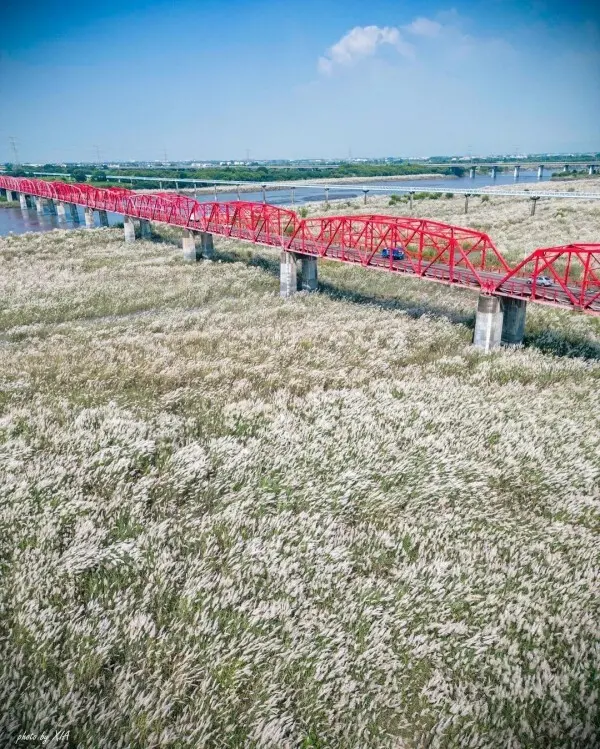  雲林必訪甜根子草 #西螺大橋公園/ WalkerLand窩客島整理提供 未經許可不可轉載