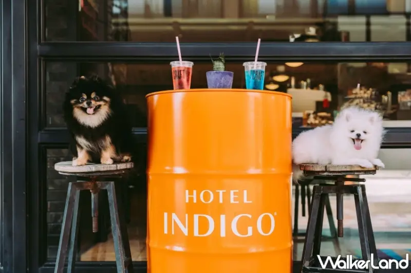 高雄中央公園英迪格酒店推出寵物專屬住房專案，加碼限時5折優惠、免費寵物特調。
