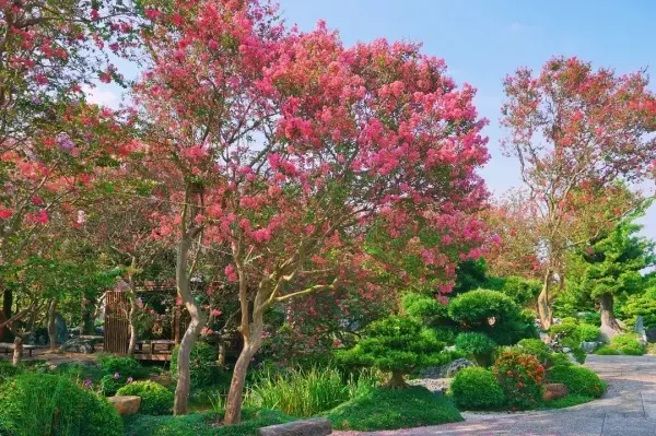 彰化必拍日式庭園 #台灣銘園庭園美術館/ WalkerLand窩客島整理提供 未經許可不可轉載