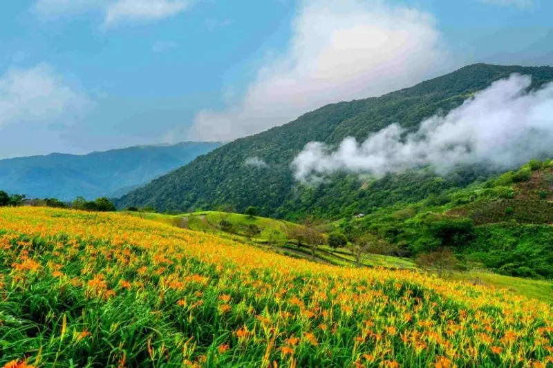 太麻里金針山   / WalkerLand窩客島提供 未經許可，不得轉載