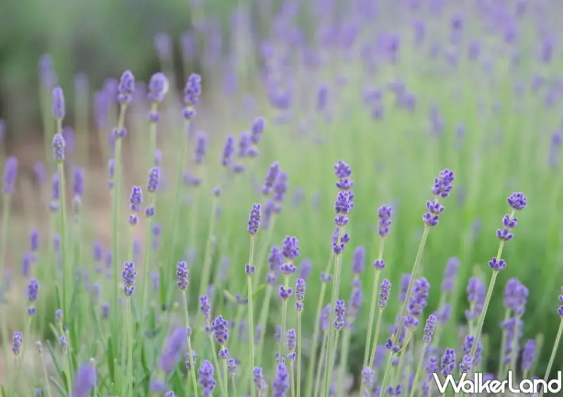 北海道富良野花海「富田農場」/ WalkerLand窩客島整理提供 未經許可不可轉載。