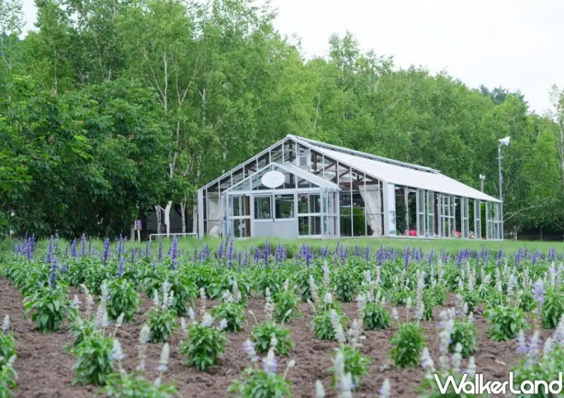 北海道富良野花海「富田農場」/ WalkerLand窩客島整理提供 未經許可不可轉載。