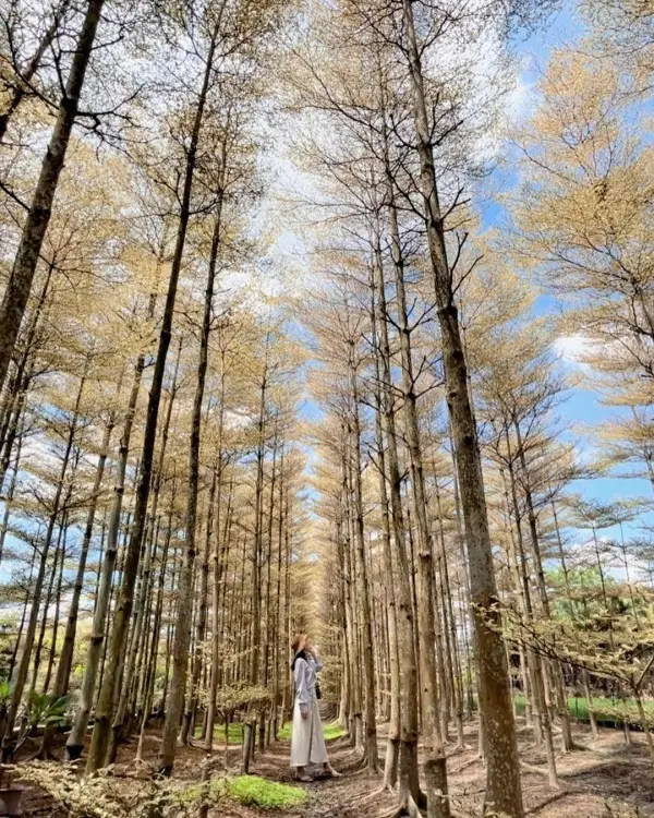 彰化必拍森林隧道 #彩色小葉欖仁樹田/ WalkerLand窩客島整理提供 未經許可不可轉載