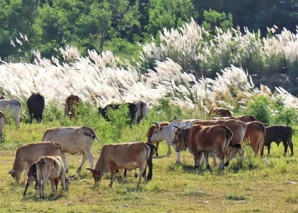  ​​​​​​​隱藏版甜根子草打卡點 #貓羅溪河堤畔/ WalkerLand窩客島整理提供 未經許可不可轉載