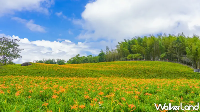 赤科山卡娜赫拉金色花園、六十石山文化之旅，雙重景點一日遊、深入探索花蓮的自然之美。