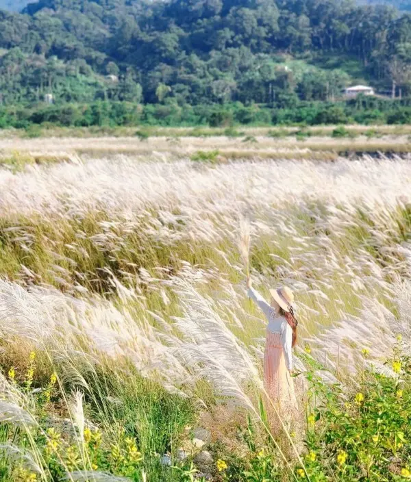  比人高的雪白羽毛花海 #卓蘭甜根子草/ WalkerLand窩客島整理提供 未經許可不可轉載