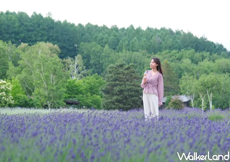北海道富良野花海「富田農場」/ WalkerLand窩客島整理提供 未經許可不可轉載。