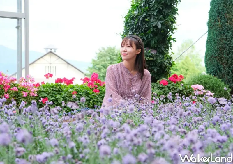 北海道富良野花海「富田農場」/ WalkerLand窩客島整理提供 未經許可不可轉載。