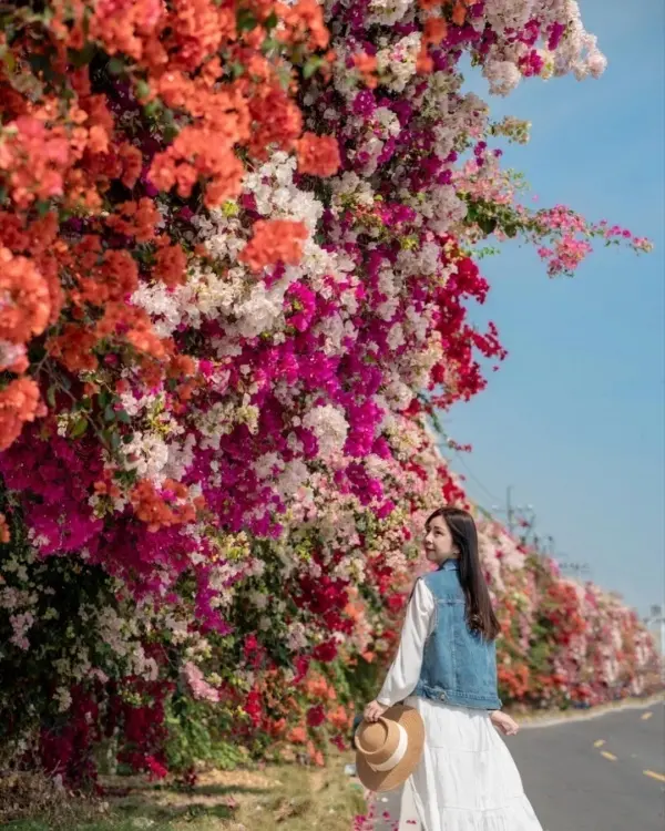 彰化秋天也有花海瀑布 #田中九重葛花牆/ WalkerLand窩客島整理提供 未經許可不可轉載