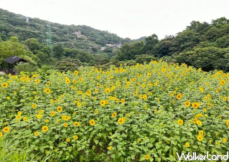 貓空樟樹步道 / WalkerLand窩客島整理提供 未經許可不可轉載。