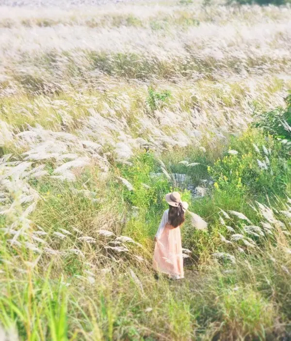 比人高的雪白羽毛花海 #卓蘭甜根子草 / WalkerLand窩客島整理提供 未經許可不可轉載