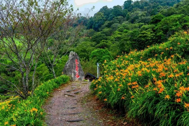 太麻里金針山   / WalkerLand窩客島提供 未經許可，不得轉載