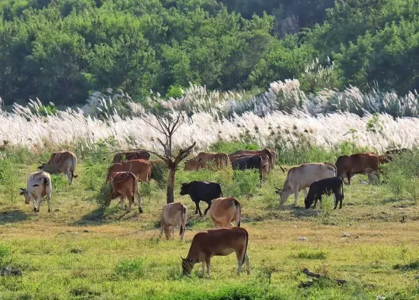  ​​​​​​​隱藏版甜根子草打卡點 #貓羅溪河堤畔/ WalkerLand窩客島整理提供 未經許可不可轉載