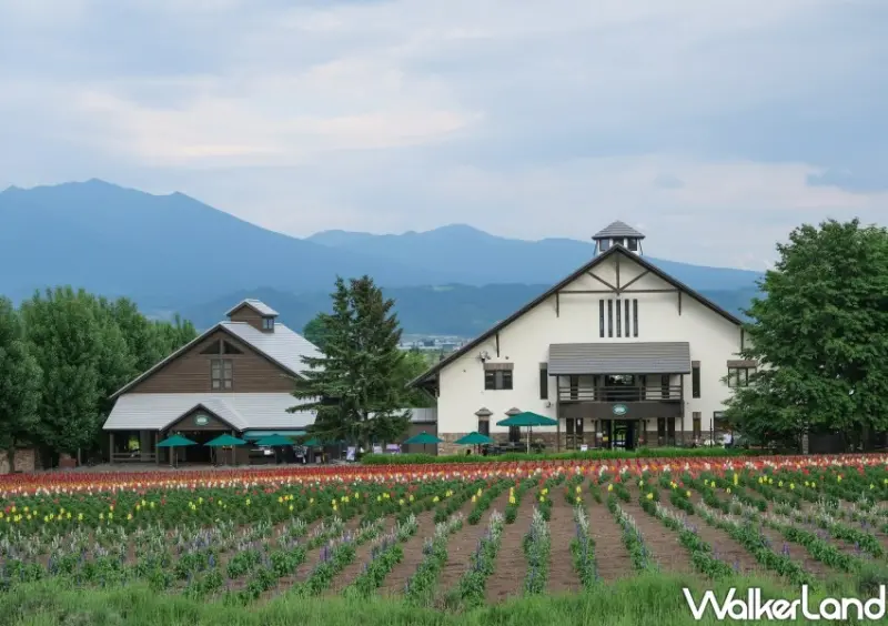 北海道富良野花海「富田農場」/ WalkerLand窩客島整理提供 未經許可不可轉載。