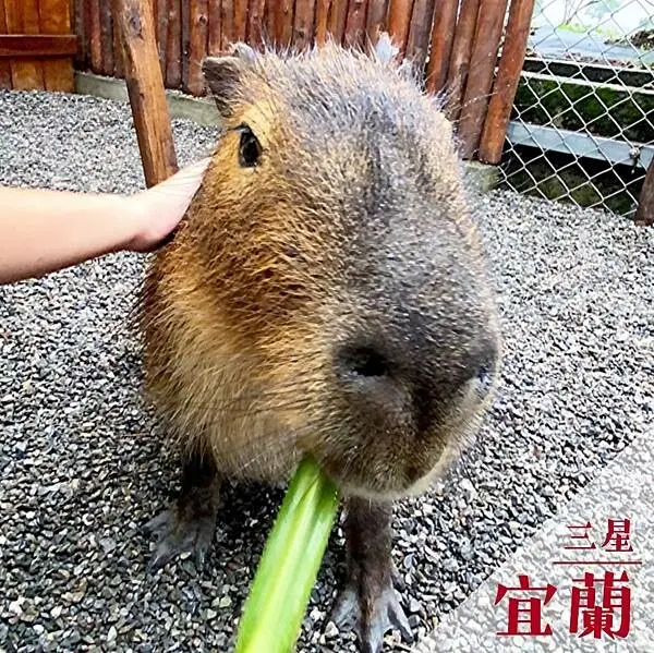 張美阿嬤農場｜宜蘭超萌療癒景點推薦 @neru.foodie / 丸の良食