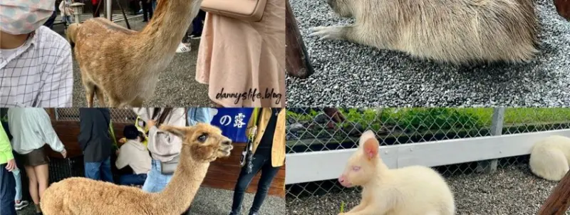 張美阿嬤農場 │宜蘭景點•超萌梅花鹿,水豚,羊駝,袋鼠互動