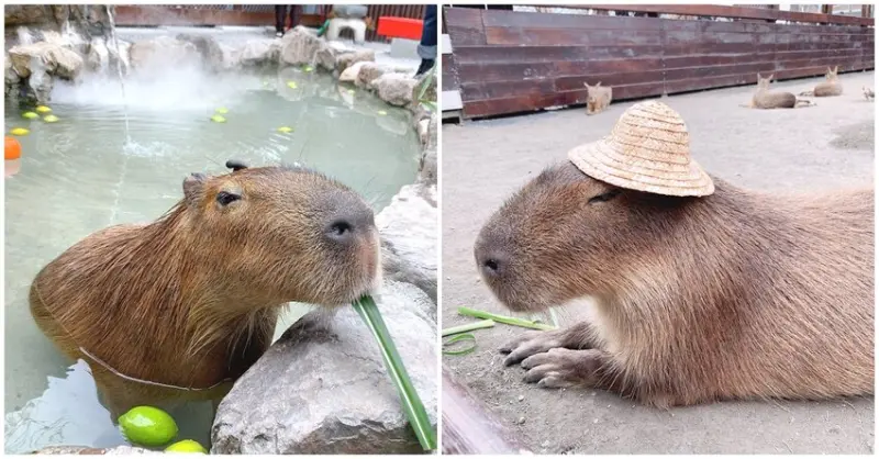 宜蘭超夯景點，水豚君泡澡超可愛・全台唯一笑笑羊・梅花鹿・草泥馬近距離接觸餵食趣