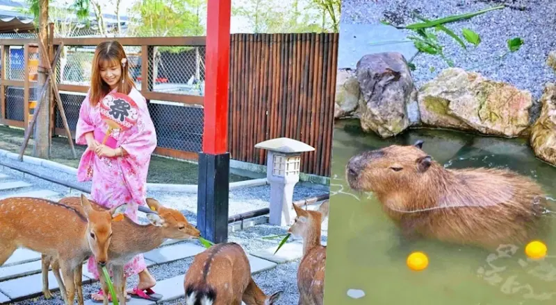 張美阿嬤農場》來餵超萌笑笑羊水豚君！穿浴衣拍美照、DIY一日遊攻略