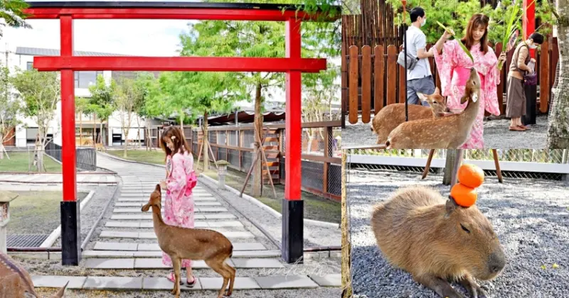 【宜蘭】三星｜張美阿嬤農場，超萌互動農場，小鹿、袋鼠、水豚君，宜蘭療癒景點推薦