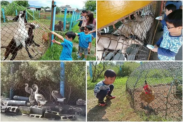 可達休閒羊場~~宜蘭員山免門票親子景點．小小農場體驗餵食小動物的樂趣