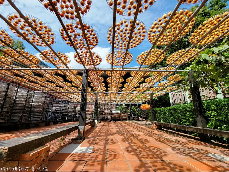 【新竹-新埔鎮】2021新埔柿餅節｜金漢柿餅教育農園｜九月中至隔年一月