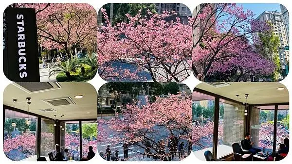 2023林口賞櫻|台版中目黑星巴克櫻花|喝咖啡賞櫻花|林口超美櫻花星巴克|漫天飛舞的粉色櫻花海爆滿開(2023/1/30最新花況分享)