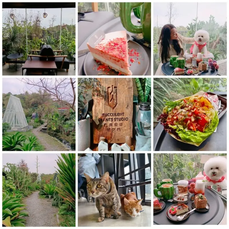 【高雄.大寮】肉肉栽培研究所。寵物友善可落地內有店貓。超悠閒玻璃屋下午茶撒落一地陽光與綠意