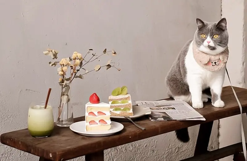 藏匿在水湳市場周邊的日式手作甜點咖啡，草莓系甜點正式開打，亦是寵物友善餐廳！！