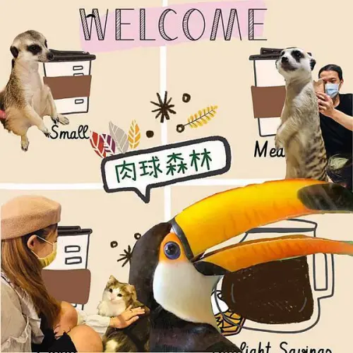 【台北中正】肉球森林🌲 主題餐廳，療癒你的心| 呆萌系狐獴X勾錐系大嘴鳥X迷惑系貓咪 可愛三重奏