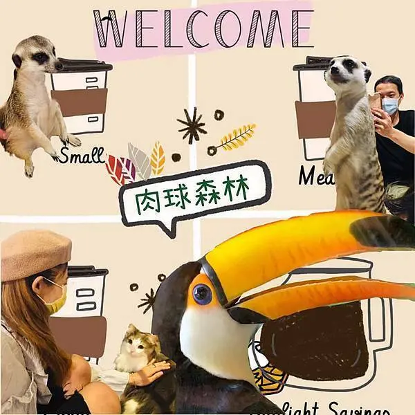 【台北中正】肉球森林🌲 主題餐廳，療癒你的心| 呆萌系狐獴X勾錐系大嘴鳥X迷惑系貓咪 可愛三重奏