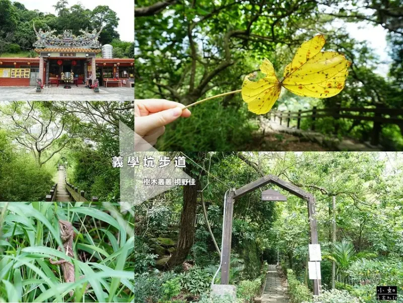 【泰山步道】義學坑步道走到福德宮‧竹葉叢林置身在山林裡‧還可見風景！