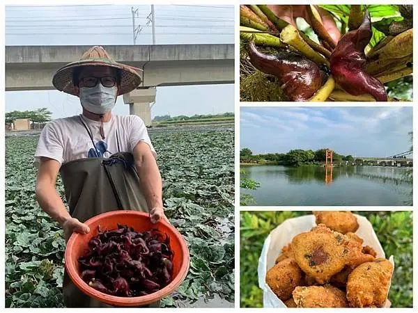台南官田－採菱角和品嘗美味現炸菱角酥　葫蘆埤自然公園