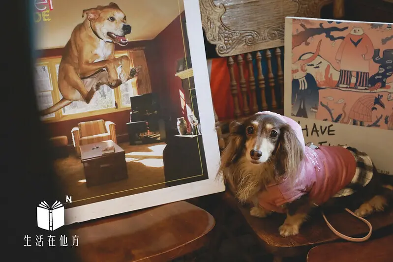 【文山區/貓空】COTD之藏在貓空山林中的 書 X 茶店-生活在他方。夜貓店