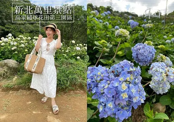 【新北萬里景點】高家繡球花田第三園區分享，交通怎麼去?門票多少錢? 吃完萬里海鮮來賞8000坪繡球花海囉!