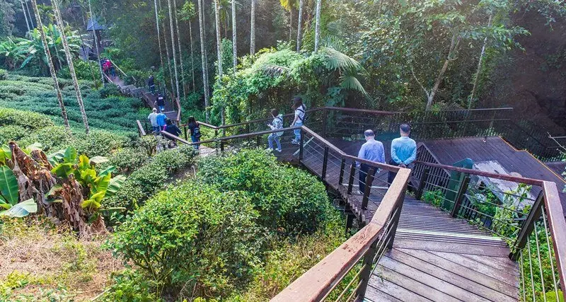 嘉義梅山景點推薦：太興飛瀑步道