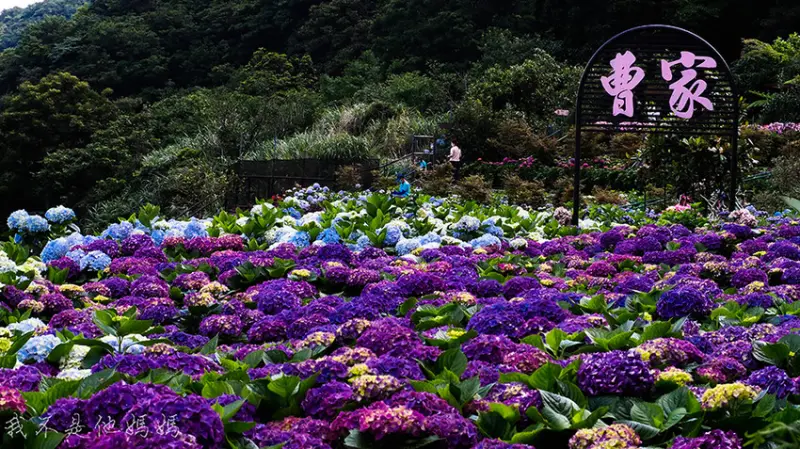 ▲台北繡球花必拍景點推薦：曹家花田香 /念念 提供、WalkerLand窩客島整理