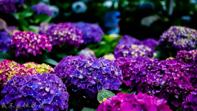 ▲台北繡球花必拍景點推薦：曹家花田香 /念念 提供、WalkerLand窩客島整理