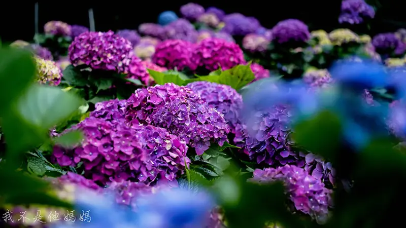 2022陽明山繡球花季  曹家花田香  一秒陷身花海  處處都是熱門拍照點  入園費只要100元