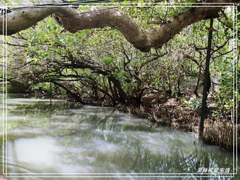 四草綠色隧道-台南/台灣袖珍版亞馬遜河~即將消失的天使之吻 - 潔絲蜜愛生活