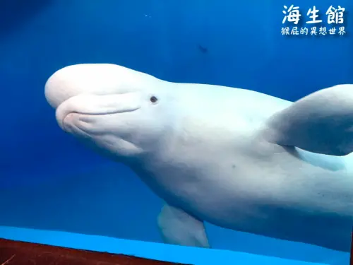 全台最大屏東墾丁海生館！偶像劇必拍景點！小白鯨超級可愛很會自拍，工讀生出來歐！