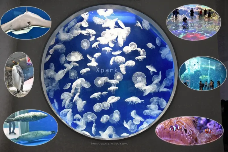 桃園-XPARK水族館➤不用跑屏東海生館也可以看到大魚缸、雙髻鯊、魟魚囉