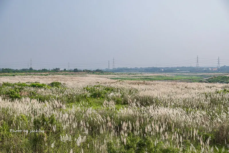 211002台南-大內橋甜根子草花海