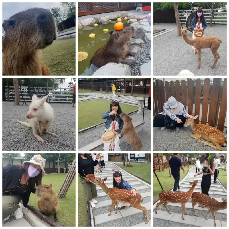 【宜蘭.三星】張美阿嬤農場。遇見超可愛梅花鹿+水豚君+白化袋鼠超近距離接觸