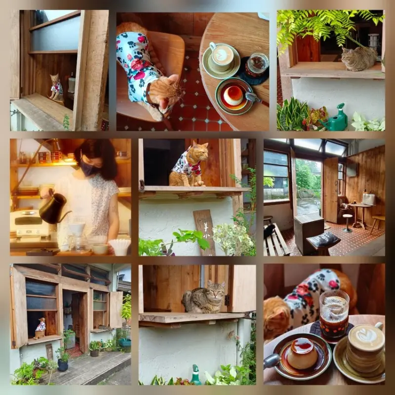 【新北.平溪】羊水咖啡廳。寵物友善。闆娘放的音樂超chill超舒適。|手沖咖啡|店貓|布丁